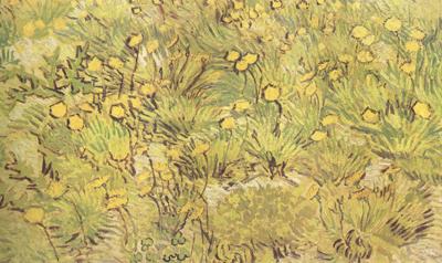 Vincent Van Gogh A Field of Yellow Flowers (nn04) china oil painting image